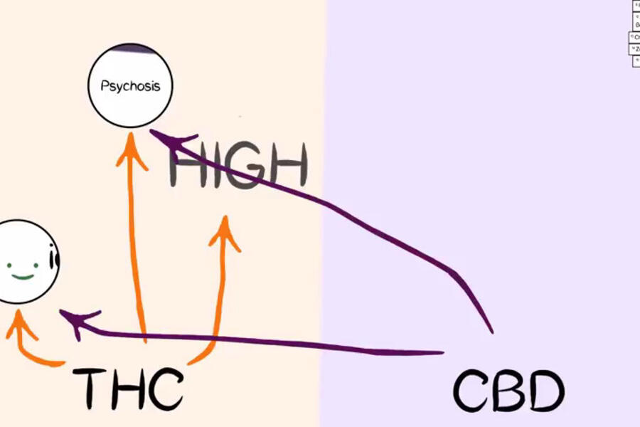 Cannabis Pharmacology